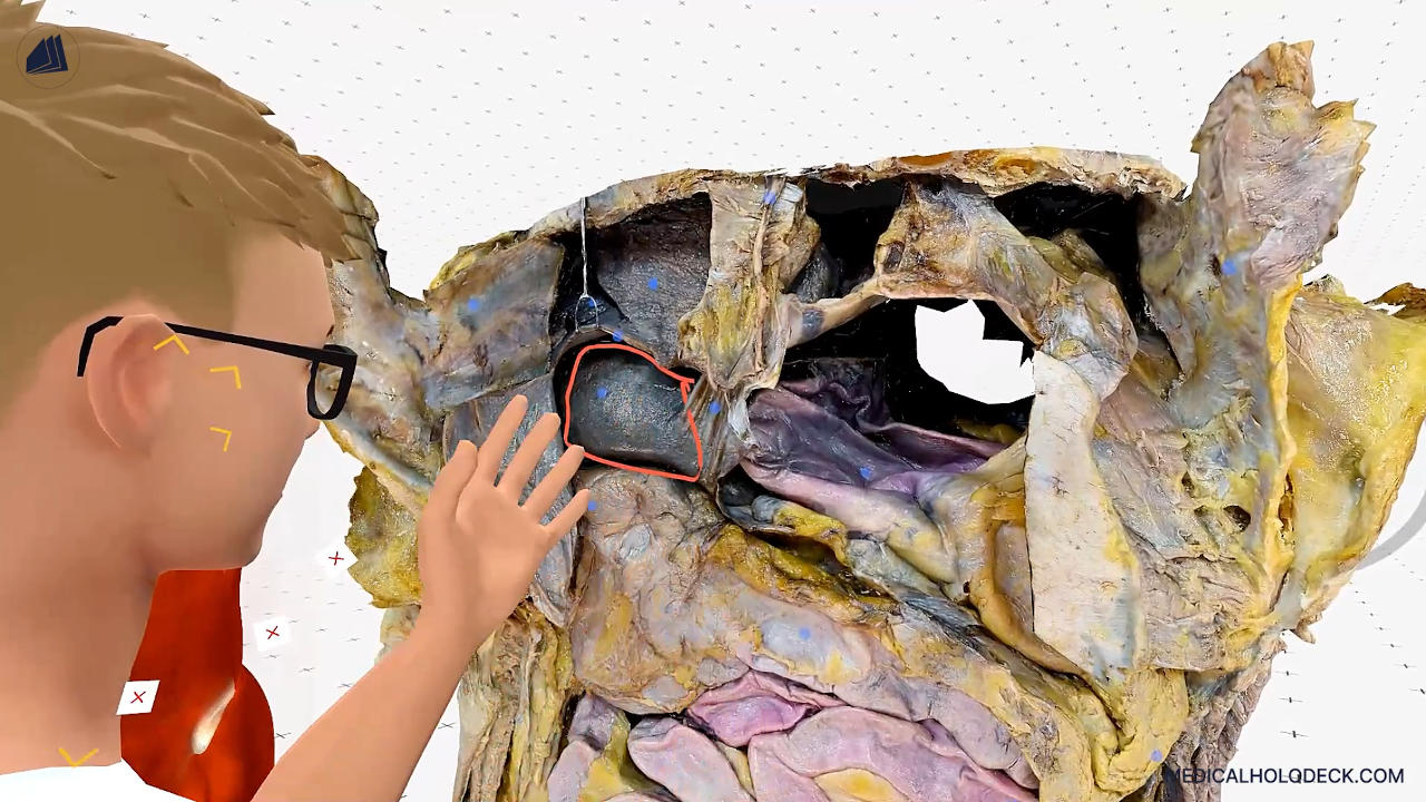 The liver thumbnail 4